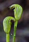 Pterostylis parviflora Tiny Greenhood(3)